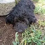 Dog, Carnivore, Dog breed, Water Dog, Grass, Companion dog, Plant, Snout, Terrier, Terrestrial Animal, Soil, Canidae, Furry friends, Liver, Poodle, Toy Dog, Small Terrier, Working Animal, Poodle Crossbreed