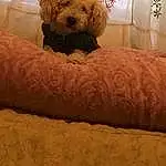 Brown, Couch, Dog, Comfort, Textile, Carnivore, Toy, Fawn, Companion dog, Dog breed, Tints And Shades, Wood, Teddy Bear, Bed, Studio Couch, Room, Stuffed Toy, Furry friends, Linens