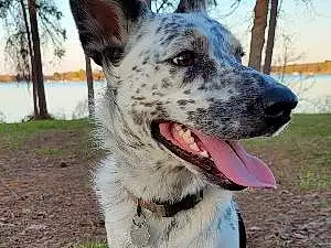 Sky, Dog, Eyes, Water, Carnivore, Dog breed, Collar, Companion dog, Dog Collar, Tree, Fang, Snout, Herding Dog, Plant, Whiskers, Recreation, Canidae, Working Animal, Texas Heeler