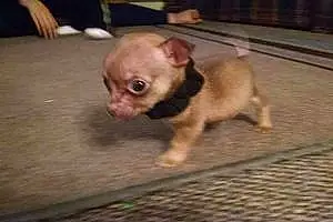 Name Chihuahua Dog Jack