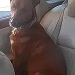 Dog, Car, Window, Dog breed, Vehicle, Carnivore, Comfort, Fawn, Companion dog, Fixture, Working Animal, Vehicle Door, Snout, Car Seat Cover, Personal Luxury Car, Car Seat, Steering Wheel, Liver, Canidae
