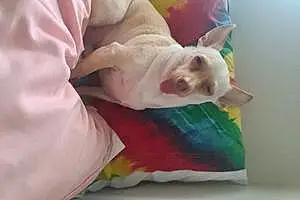 Name Chihuahua Dog Happy