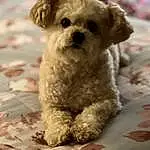 Dog, Dog breed, Carnivore, Companion dog, Fawn, Toy Dog, Snout, Working Animal, Terrier, Canidae, Small Terrier, Maltepoo, Furry friends, Pet Supply, Firefighter, Dog Supply, Terrestrial Animal, Water Dog, Puppy