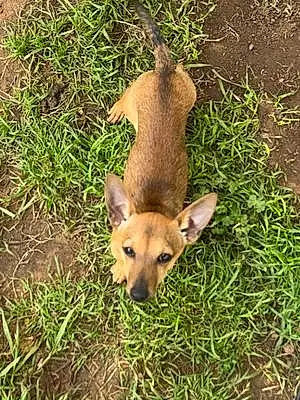 Name Chihuahua Dog Moose