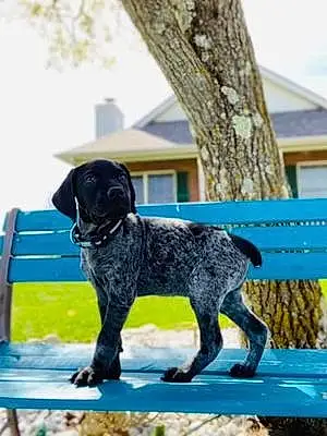 Name German shorthaired pointer Dog Riggs