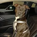 Dog, Car, Dog breed, Carnivore, Vehicle, Companion dog, Fawn, Collar, Working Animal, Vroom Vroom, Dog Collar, Liver, Snout, Hood, Auto Part, Vehicle Door, Personal Luxury Car, Automotive Exterior, Family Car