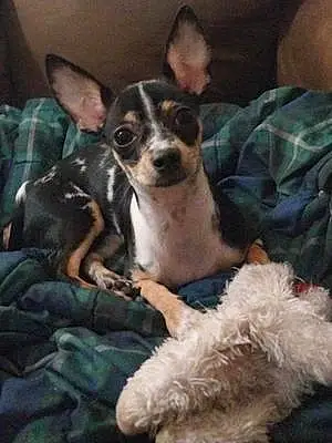 Name Chihuahua Dog Wednesday