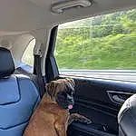 Car, Dog, Vehicle, Vroom Vroom, Car Seat Cover, Dog breed, Carnivore, Vehicle Door, Automotive Exterior, Car Seat, Fawn, Companion dog, Window, Head Restraint, Automotive Design, Auto Part, Automotive Mirror, Steering Part