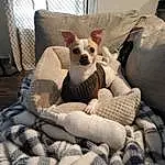 Dog, Dog breed, Comfort, Couch, Dog Supply, Carnivore, Working Animal, Whiskers, Fawn, Companion dog, Toy Dog, Chihuahua, Snout, Chair, Furry friends, Linens, Felidae, Room, Stuffed Toy