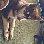 Dog, Felidae, Dog breed, Small To Medium-sized Cats, Carnivore, Whiskers, Fawn, Companion dog, Terrestrial Animal, Working Animal, Tail, Comfort, Canidae, Siberian Husky, Furry friends, Paw, Wood, Canis
