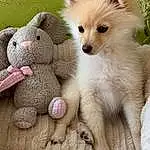 Dog, Carnivore, Fawn, Toy, Companion dog, Dog breed, Snout, Stuffed Toy, Whiskers, Toy Dog, Furry friends, Plush, Terrestrial Animal, Paw, Pattern, Corgi-chihuahua, Felidae