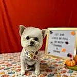 Dog, Dog breed, Carnivore, Textile, Dog Supply, Companion dog, Fawn, Toy Dog, Snout, Linens, Stuffed Toy, Pet Supply, Art, Furry friends, Working Animal, Canidae, Toy, Plush, Pumpkin
