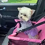 Dog, Carnivore, Vehicle, Fawn, Companion dog, Window, Car, Dog breed, Vroom Vroom, Vehicle Door, Toy Dog, Whiskers, Tree, Automotive Exterior, Felidae, Event, Furry friends, Plant, Magenta
