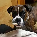 Dog breed, Dog, Carnivore, Whiskers, Companion dog, Fawn, Working Animal, Comfort, Snout, Boston Terrier, Bored, Canidae, Collar, Boxer, Working Dog, Puppy, Non-sporting Group, Hardwood, Terrestrial Animal