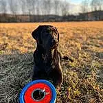 Sky, Dog, Dog breed, Carnivore, Grass, Grassland, Companion dog, Meadow, Disc Dog, Working Animal, Canidae, Landscape, Electric Blue, Recreation, Soil, Pasture, Dog Collar, Tail, Wood