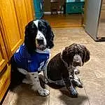 Dog, Dog breed, Carnivore, Door, Companion dog, Cabinetry, Snout, Working Animal, Tail, Canidae, Furry friends, Gun Dog, Hardwood, Chair, Wood, Cupboard, Working Dog, Room