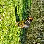Dog, Plant, Dog breed, Carnivore, Tree, Fawn, Grass, Groundcover, People In Nature, Tail, Wood, Forest, Trunk, Art, Canidae, Terrestrial Animal, Beak, Shrub, Companion dog