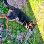 Dog, Carnivore, Plant, Grass, Fawn, Groundcover, Dog breed, Tail, Snout, Terrestrial Animal, Lawn, Companion dog, Working Dog, Old German Shepherd Dog, Canidae, Tree, Shadow