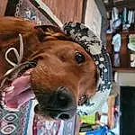 Dog, Dog breed, Jaw, Carnivore, Working Animal, Ear, Liver, Whiskers, Fawn, Companion dog, Eyewear, Snout, Collar, Wrinkle, Personal Protective Equipment, Furry friends, Selfie, Hat, Canidae
