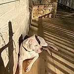 Wood, Fawn, Wall, Hardwood, Flash Photography, Happy, Companion dog, Eyewear, Event, Ceiling, Stairs, House, Dog breed, Room, Adventure, Shadow, Wood Flooring