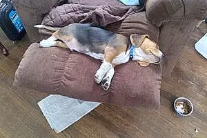 Name Beagle Dog Flash