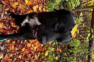 Name Labrador Retriever Dog Kimber