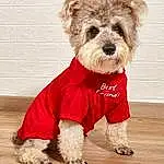 Dog, Dog Supply, Dog Clothes, Dog breed, Carnivore, Sleeve, Companion dog, Working Animal, Snout, Toy Dog, Pet Supply, Canidae, Small Terrier, Furry friends, Terrier, Fashion Accessory, Liver, Dog Collar, T-shirt