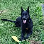 Dog, Carnivore, Plant, Dog breed, Grass, Companion dog, Tail, Pet Supply, Collar, Black Norwegian Elkhound, Canidae, Dog Supply, Terrestrial Animal, Working Dog, Non-sporting Group, Working Animal