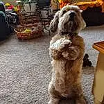 Dog, Dog breed, Carnivore, Companion dog, Toy Dog, Luggage And Bags, Bag, Terrier, Furry friends, Small Terrier, Event, Poodle Crossbreed, Houseplant, Backpack, Labradoodle, Non-sporting Group, Maltepoo