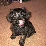 Dog, Carnivore, Dog breed, Liver, Companion dog, Toy Dog, Snout, Terrier, Water Dog, Small Terrier, Working Animal, Canidae, Furry friends, Maltepoo, Yorkipoo, Terrestrial Animal, Non-sporting Group