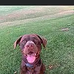 Dog, Carnivore, Liver, Dog breed, Working Animal, Grass, Companion dog, Fawn, Snout, Dog Collar, Gun Dog, Canidae, Labrador Retriever, Pointing Breed, Retriever, Whiskers, Puppy, Non-sporting Group, Guard Dog