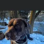 Dog, Snow, Dog breed, Collar, Carnivore, Dog Collar, Fawn, Working Animal, Pet Supply, Plant, Companion dog, Snout, Freezing, Winter, Whiskers, Electric Blue, Canidae, Furry friends, Guard Dog