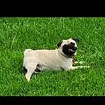 Pug, Dog, Dog breed, Carnivore, Plant, Grass, Companion dog, Fawn, Toy Dog, Snout, Tail, Canidae, Working Animal, Terrestrial Animal, Non-sporting Group, Dog Collar, Puppy, Tree, Ancient Dog Breeds