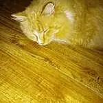 Brown, Cat, Wood, Amber, Carnivore, Hardwood, Wood Stain, Varnish, Whiskers, Plank, Felidae, Laminate Flooring, Tail, Plywood, Pattern, Small To Medium-sized Cats, Wood Flooring, Furry friends