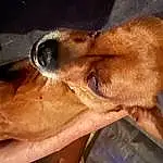 Dog, Eyes, Dog breed, Carnivore, Jaw, Ear, Liver, Gesture, Whiskers, Fawn, Companion dog, Working Animal, Wrinkle, Snout, Eyelash, Canidae, Furry friends, Human Leg, Wood