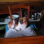 Brown, Dog, Dog breed, Felidae, Table, Comfort, Wood, Small To Medium-sized Cats, Companion dog, Chair, Whiskers, Carnivore, Fawn, Window, Hardwood, Furry friends, Canidae, Room, Toy Dog