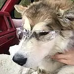 Dog, Dog breed, Carnivore, Sled Dog, Fawn, Companion dog, Working Animal, Snout, Wolf, Whiskers, Siberian Husky, Terrestrial Animal, Furry friends, Canidae, Canis, Vehicle, Herding Dog, Working Dog