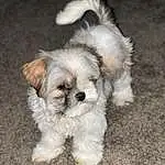 Dog, Dog breed, Carnivore, Companion dog, Toy Dog, Snout, Terrier, Small Terrier, Liver, Canidae, Furry friends, Working Animal, Shih-poo, Mal-shi, Maltepoo, Water Dog, Biewer Terrier, Poodle Crossbreed, Dog Supply