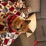 Dog, Carnivore, Textile, Dog Supply, Comfort, Fawn, Companion dog, Dog breed, Felidae, Working Animal, Wood, Dog Clothes, Linens, Pet Supply, Stuffed Toy, Furry friends, Toy Dog, Pattern, Canidae, Bag