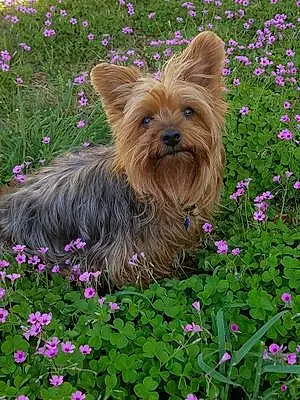 Name Yorkshire Terrier Dog Paisley