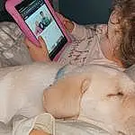 Dog, Comfort, Gesture, Communication Device, Portable Communications Device, Fawn, Carnivore, Companion dog, Mobile Phone, Telephony, Gadget, Nail, Mobile Device, Dog breed, Wrist, Whiskers, Furry friends, Linens, Paw, Abdomen