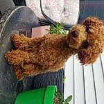Dog, Water Dog, Green, Carnivore, Dog breed, Toy, Fawn, Companion dog, Poodle, Toy Dog, Liver, Terrier, Pet Supply, Animal Feed, Working Animal, Furry friends, Canidae, Dog Supply, Labradoodle