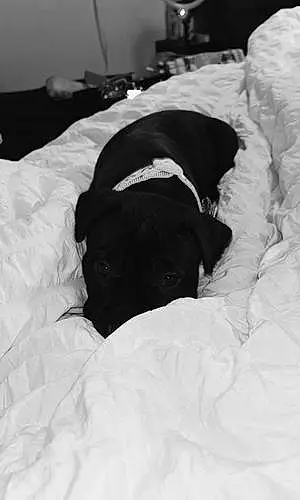 Black & White Pitt Bull Terrier Dog Prada