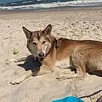 Dog, Water, Beach, Dog breed, Carnivore, Sky, Body Of Water, Fawn, Terrestrial Animal, Snout, Working Animal, Canidae, Sand, Canis, Ocean, Furry friends, Coast, Dog Supply