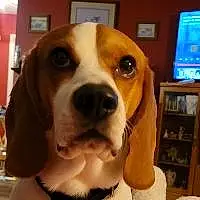 Beagle Dog Orion