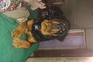 Rottweiler Dog Brutus