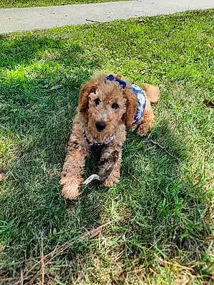 Firstname Goldendoodle Dog Willow