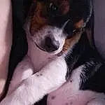 Dog, Carnivore, Dog breed, Companion dog, Comfort, Snout, Bored, Beaglier, Paw, Working Animal, Bernese Mountain Dog, Nail, Puppy love, Furry friends, Canidae, Greater Swiss Mountain Dog, Working Dog, Flesh, Whiskers