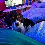 Dog, Blue, Picture Frame, Purple, Television, Carnivore, Comfort, Companion dog, Dog breed, Cable Television, Houseplant, Couch, Electric Blue, Chilean Fox Terrier, Magenta, Desk, Linens, Room, Led-backlit Lcd Display