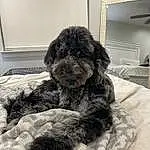 Dog, Dog breed, Water Dog, Carnivore, Comfort, Picture Frame, Companion dog, Snout, Working Animal, Liver, Terrier, Pet Supply, Television, Toy Dog, Furry friends, Canidae, Labradoodle, Dog Supply, Linens